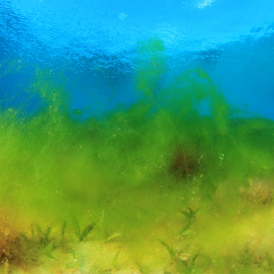 Marine Phytoplankton Vegetarian Capsules x 60-This Health